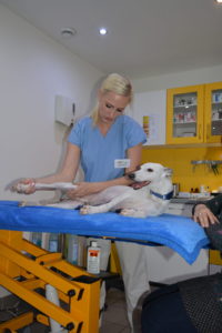 rehabilitace
